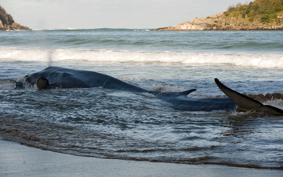 Argazki honetan oraindik bizirik zegoen balea. (Juan Carlos RUIZ/ARGAZKI PRESS)