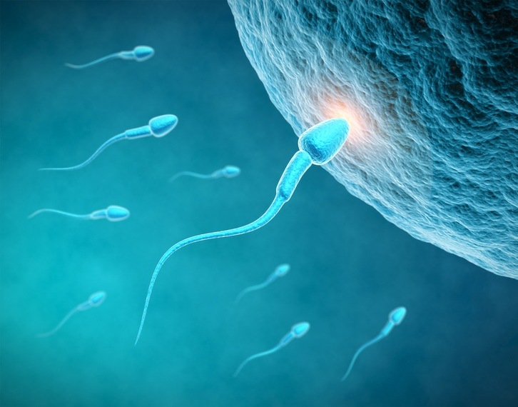 Espermatozoides se aproximan a un óvulo para fecundarlo. (THINKSTOCK)